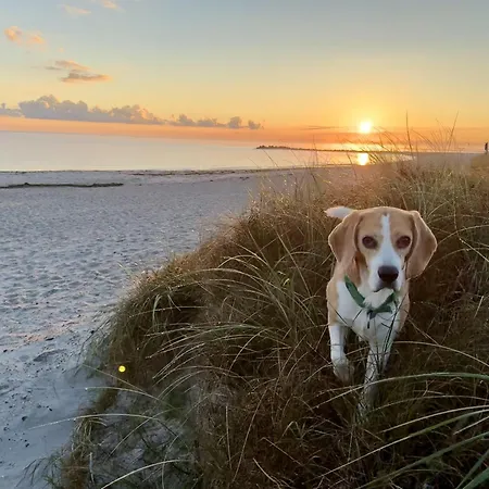 Steuerboard Mit Eingez Terrasse Direkt Am Hundestrand